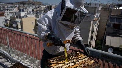 Athenians embrace urban beekeeping, hosting hives on rooftops to support local ecosystems