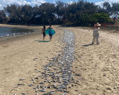 Cause of Gold Coast mass fish kill unknown with marine heatwave most likely culprit, scientists say