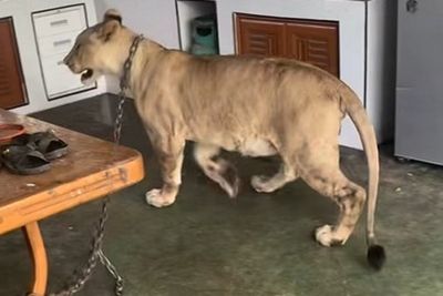 Thailand to seize influencer’s ‘pet’ lioness after animal attacks two people