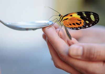 As forests are cut down, butterflies are losing their colours