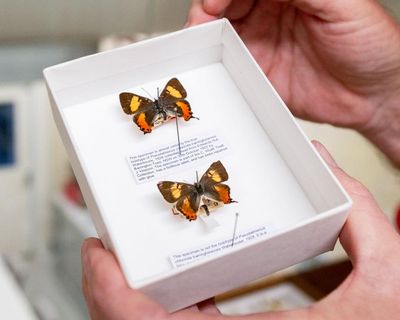 The great butterfly heist: how a gentleman collector stole thousands of butterflies from Australian museums