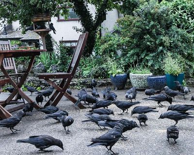 Country diary: I appear to be in a relationship with my local jackdaws