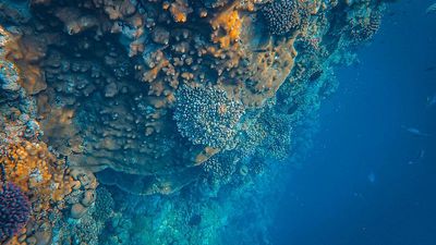 Marine heatwaves disrupt crucial carbon storage processes in the ocean, new study finds