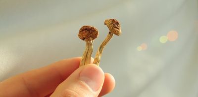 From trips to treatments: how psychedelics could revolutionise anti-inflammatory medicine