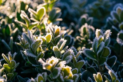 How Early Frosts Shift Plant Chemistry