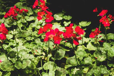 10 Flowers to Deadhead for Extra Fall Blooms