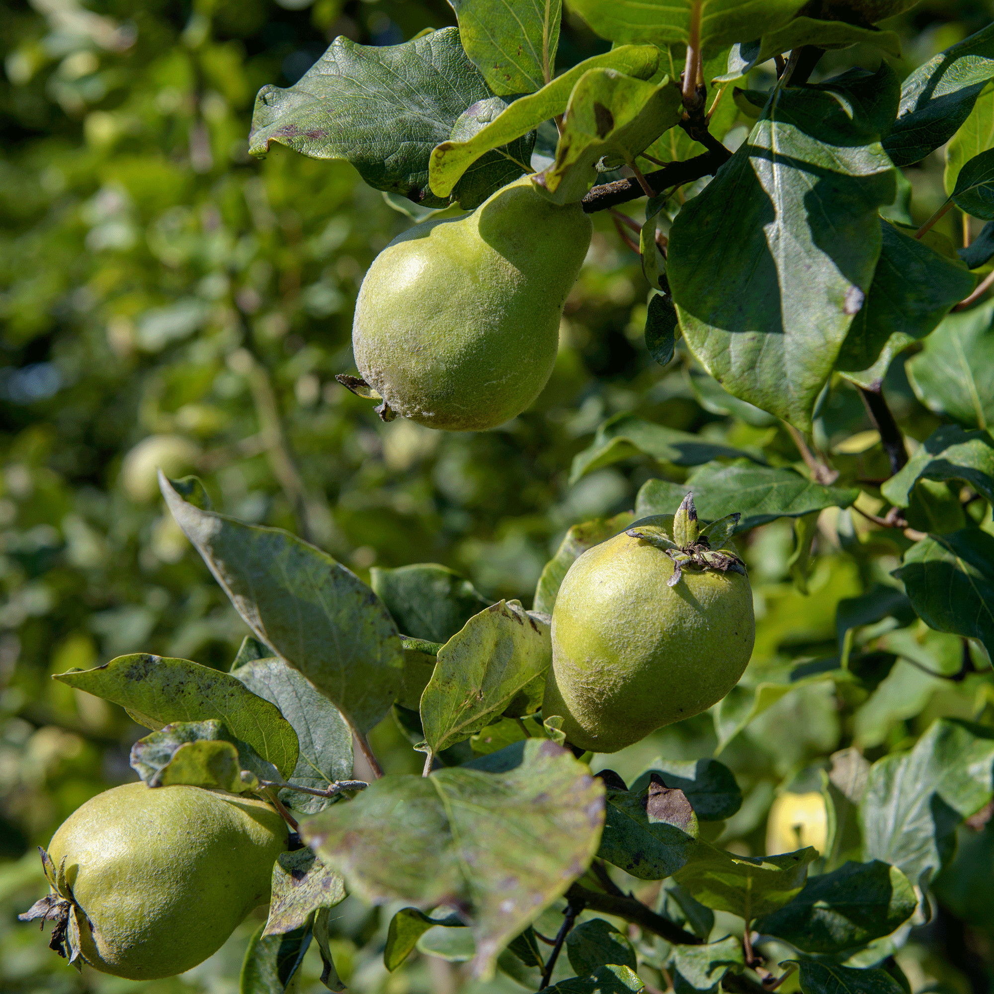 When to plant fruit trees – this window will get bare-root and container-grown trees off to the best possible start
