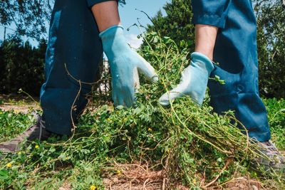 5 Fall Weeds You Should Pull Immediately