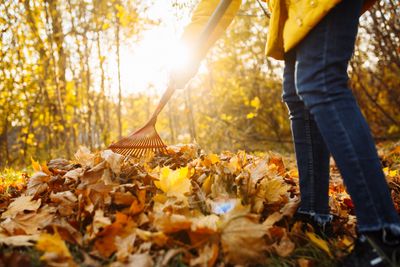 Why Leaf Piles Attract Beneficial Insects