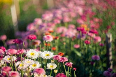 How to Spot Perennials That Need Dividing Now