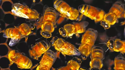 ‘Not happy bees’: Chaos as truck crammed full of bees crashes, emergency beekeeper summoned