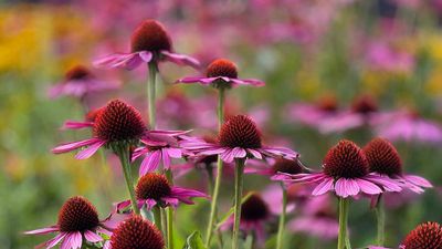 How to winterize coneflowers in 5 simple steps – for decades of perennial beauty