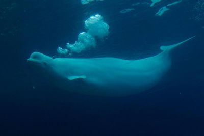 Marine park threatens to euthanize 30 whales if Canada does not provide funding