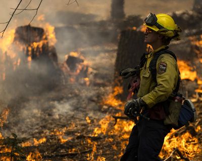 Carbon offsets fail to cut global heating due to ‘intractable’ systemic problems, study says