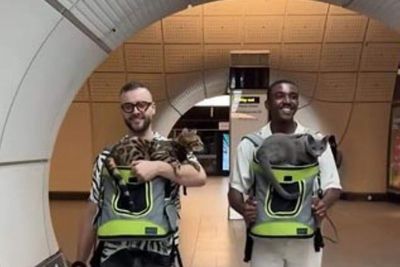 Animal charity asks TfL to remove ‘disturbing’ post about taking cats on Tube
