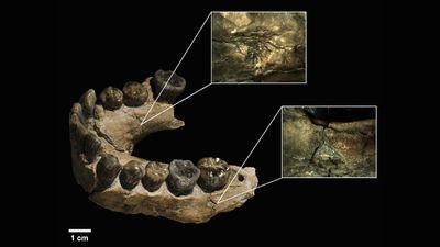 Leopards ate our ancient human ancestors' faces, AI analysis reveals