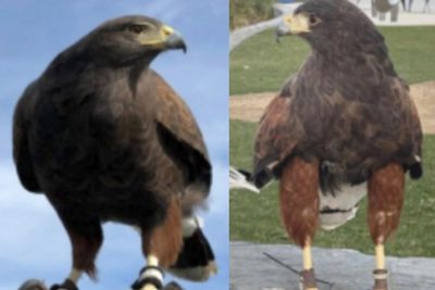 One of two hawks stolen from an NFL stadium is found as police hunt for the missing bird