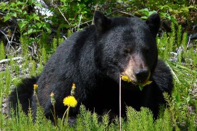 Black bear who fatally mauled camper hunted down and shot dead