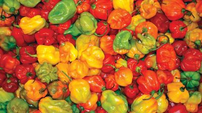 5 of the hottest peppers to grow for fiery homegrown harvests – perfect for those who like it hot
