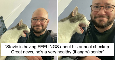 “A Picture Tells A Thousand Yells”: 50 Dramatic Cats Who Were Shouting “Meow” In Capitals (New Pics)