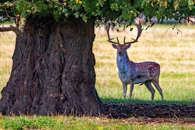 Abundant acorns, conkers and berries likely this autumn, National Trust says