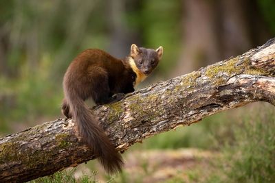 Pine martens released in scheme to restore lost native species to Exmoor