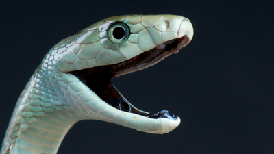 Deadly mamba snakebites stop muscles from working — but sometimes, antivenom can send them into overdrive