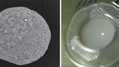 Swiss lab where researchers are working to create computers powered by mini human brains revealed in new report — mini brain organoids revealed, developers say 'we shouldn't be scared of them'