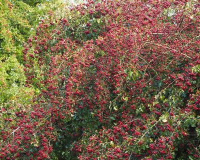 Country diary: The unlikely success of wildlife in lead country