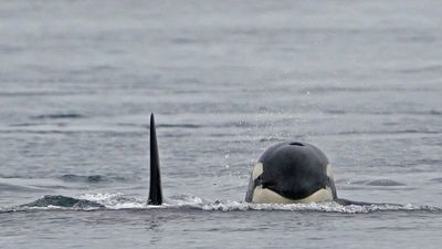 Incidents between orcas and boats off the Portuguese coast continue to rise. What's behind them?