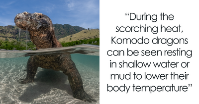 76 Breathtaking Photographs Celebrated At The 2025 Ocean Photographer Of The Year Awards