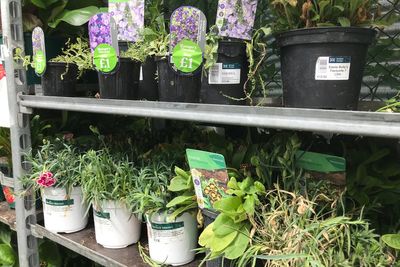 Garden borders looking lacklustre? Here are some inexpensive tips to give them a boost