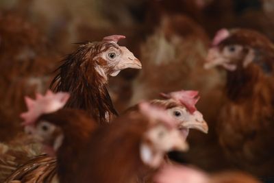 71,000 chickens to be culled following outbreak of bird flu