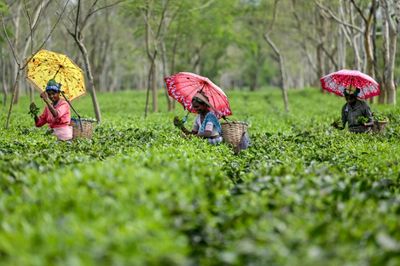 Extreme Rains Hit India's Premier Darjeeling Tea Estates