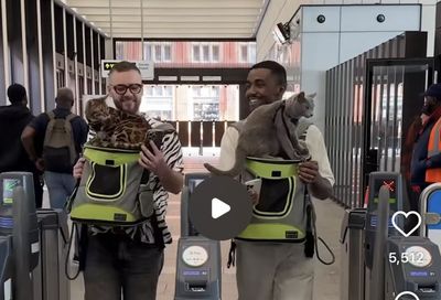 Fur flies over TfL's 'disturbing' social media video of cats on the Elizabeth line