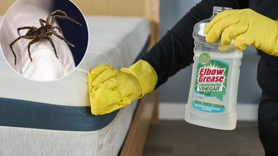 This vinegar mattress cleaning hack will banish spiders from your bed this fall — here's how