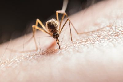 Protect Yourself Now: Best Insect Repellents & Mosquito Nets for UK Summers