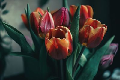 6 Bulbs to Plant Now for a Spring Surprise