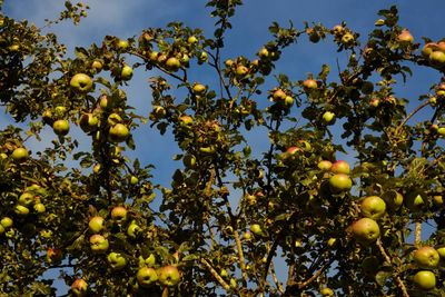 Less of your sauce: savoury recipe ideas for surplus apples