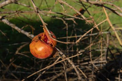 Why Unharvested Fruit Can Damage Trees in Fall