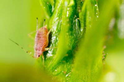 9 Vegetables That Attract Aphids in Fall