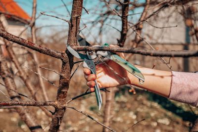 Why Fall Pruning Sets Trees Up for Spring Growth