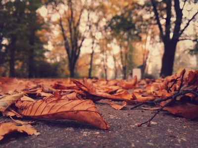 How to Turn Fallen Leaves Into Black Gold Compost