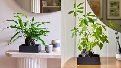 Houseplants on Lava Rocks Are the Cool, Minimalist Styling Touch I Keep Seeing Everywhere — Here's How to Grow Them