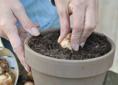 Why Some Bulbs Fail if Planted Too Late in Fall