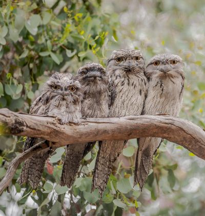 Tawny frogmouths take patience to appreciate. But they will reward you with insights into their remarkable lives
