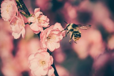 9 Plants That Attract Pollinators in the Cool Months