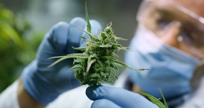 As Tilray Expands Its Medical Cannabis Business, Should You Buy, Sell, or Hold TLRY Stock?