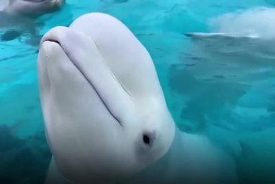 Aquarium asks Canadian government for money — or it’ll euthanise 30 whales