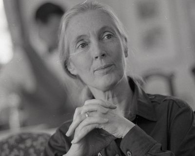 Jane Goodall’s grasp of chimpanzees and ‘alpha males’